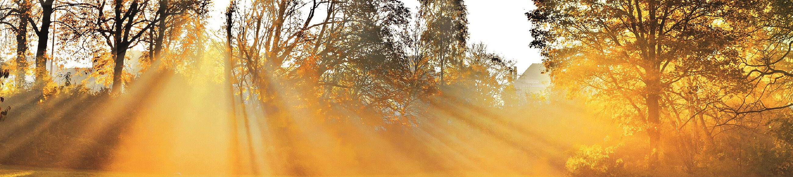 Eine Wiese und dahinter Bäume, durch welche starkes Sonnenlicht fällt 