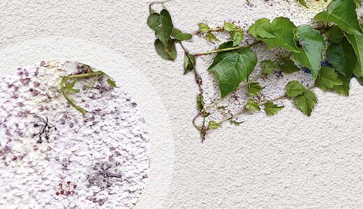 Tipps zum Streichen bewachsener Fassaden