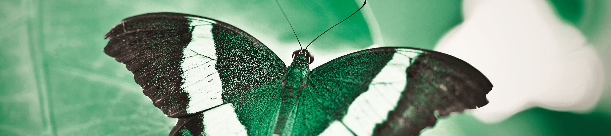 Nahaufnahme von grünem Schmetterling vor grünem Blatt