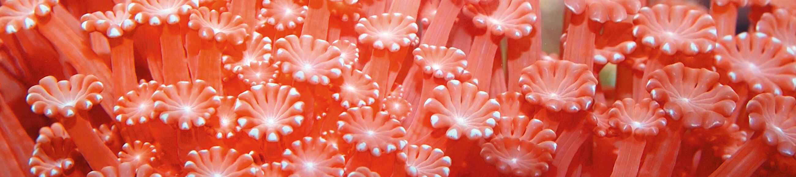 Orangefarbene Korallen in Nahaufnahme