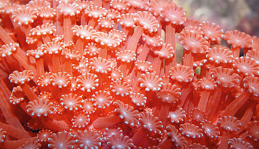 Farbsymbolik: Die Bedeutung von Orange