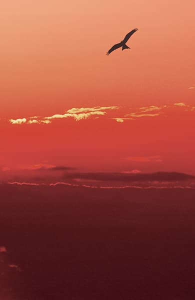 Befreiter Feuervogel