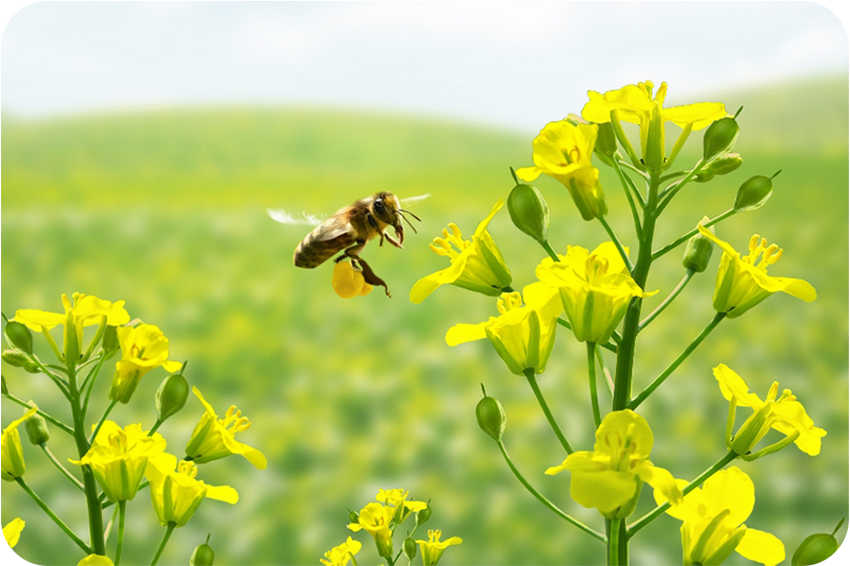 Umweltfreundliche Innovation: Holzpflege-Produkte mit Leindotter-Öl