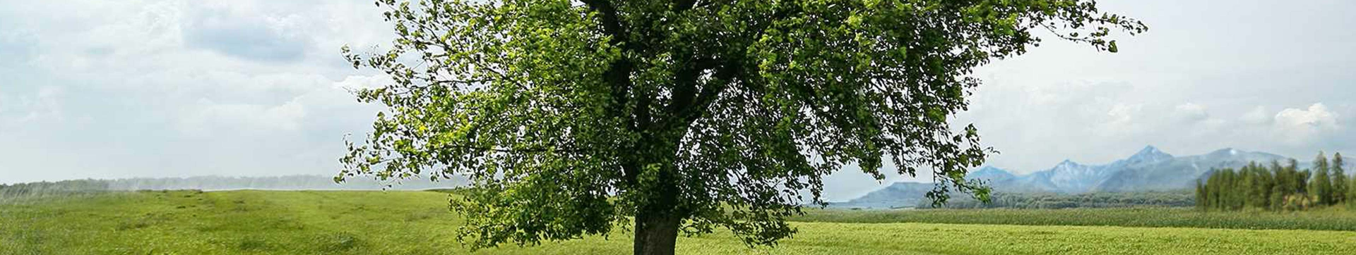 Ein Baum mit grünen Blättern auf einer grünen Wiese vor dem Hintergrund eines Bergpanoramas.