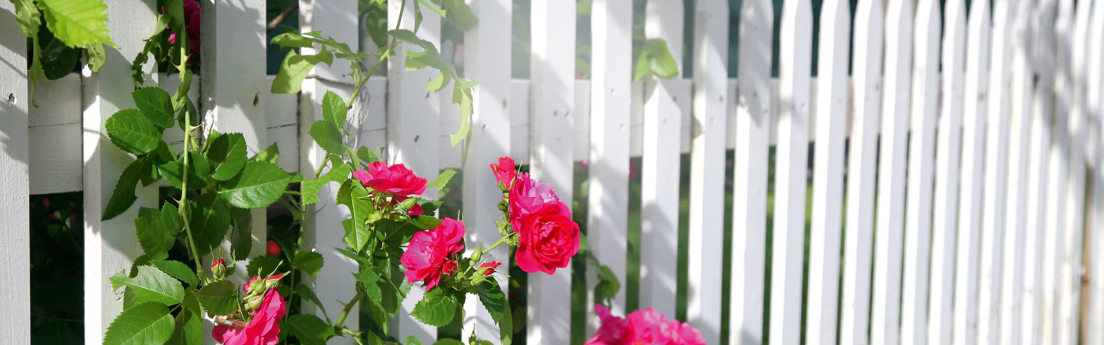 Alpina Weißlacke für den Außenbereich - Weiße Außenlacke für alle Oberflächen und Objekte aus Holz, Metall oder Kunststoff. Deckende Schutzlackierungen von Fenstern, Türen, Gartenmöbeln und Metallflächen – für jedes Lack-Projekt außen der perfekte Weißlack.
